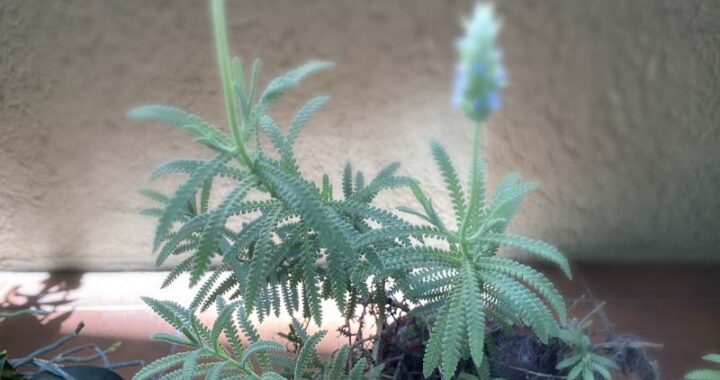 Força