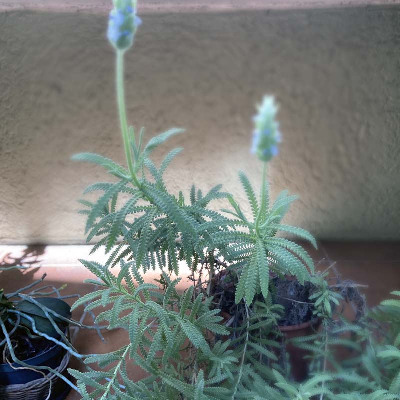 Força da lavanda